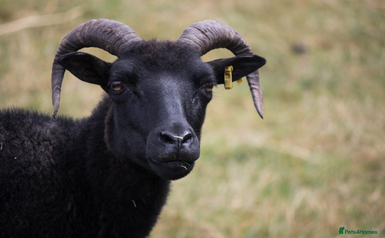 Sheep livestock - Advert 1