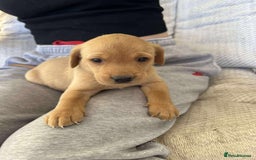 Labrador Retriever dogs for sale: Kc Registered Red Labradors - Image 2