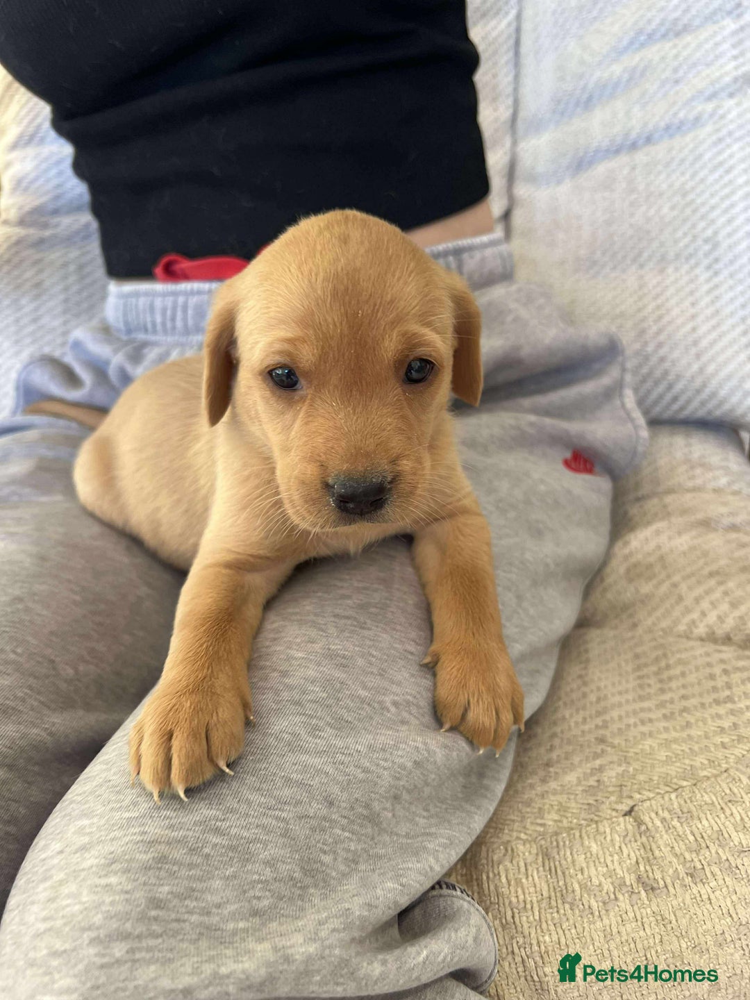 Labrador Retriever dogs for sale: Kc Registered Red Labradors - Image 2