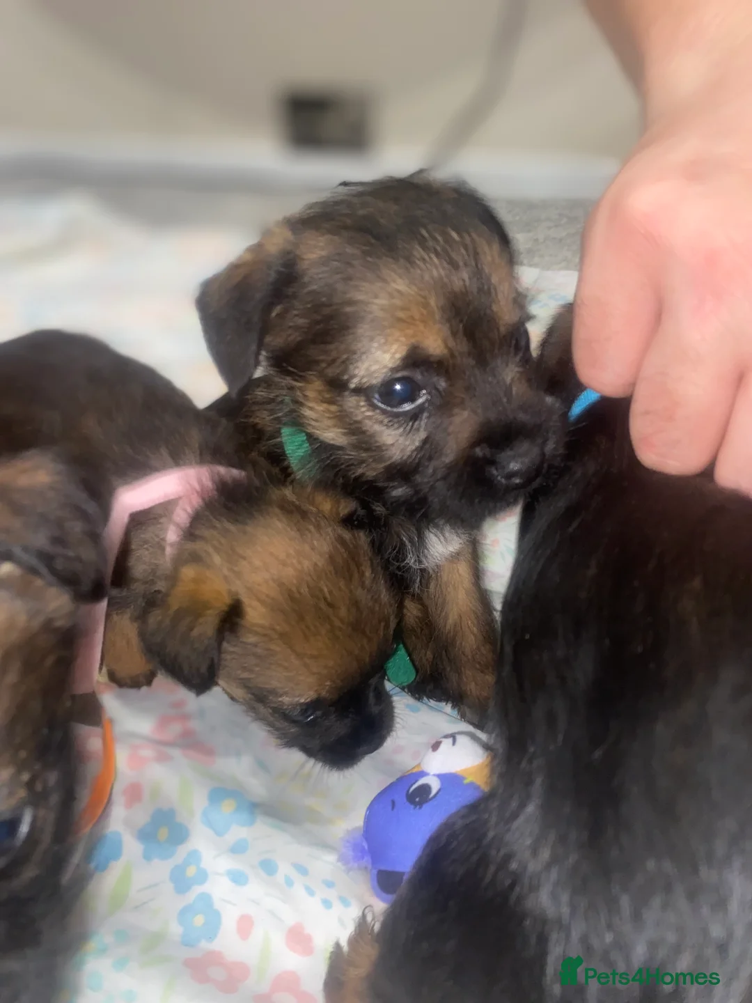 Border Terrier dogs for sale: 4 beautiful border terrier boys left  - Advert 15