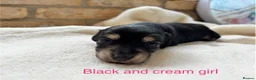Miniature Dachshund dogs for sale: Beautiful Long haired miniature Dachshund Puppies  - Advert 3