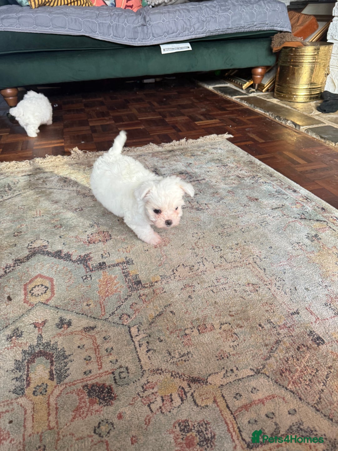 Coton De Tulear dogs for sale: Cotton De Tulear hyperallergenic puppies x3 - Image 4