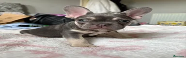 French Bulldog 1