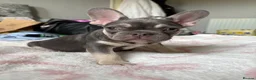 French Bulldog dogs for sale: KC Registered french bulldogs  - Advert 3