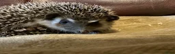Pygmy Hedgehog rodents for sale: Pygmy Hedghogs mixed colours  - Advert 7