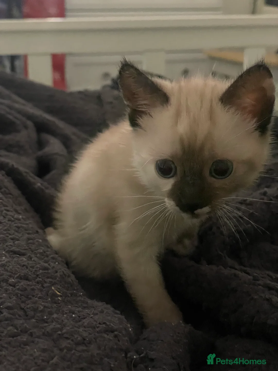 Mixed Breed cats for sale: Colourful kittens looking for home 🩷 - Advert 18