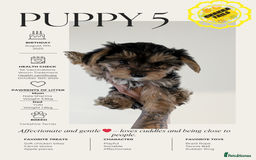 Yorkshire Terrier dogs for sale: 3 Male Yorkshire terriers left  - Image 5