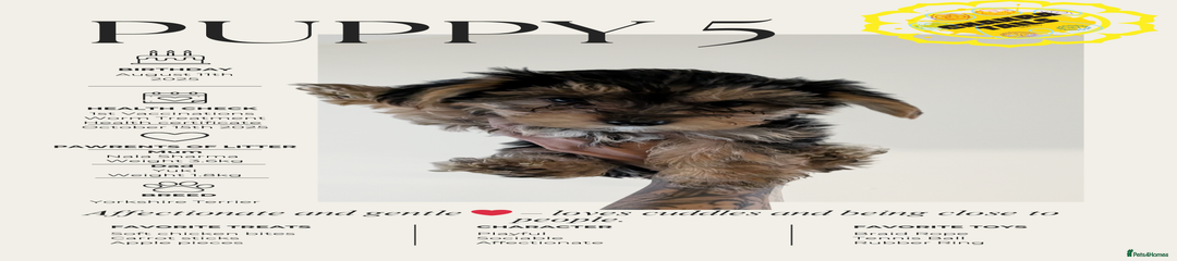 Yorkshire Terrier Puppy 5