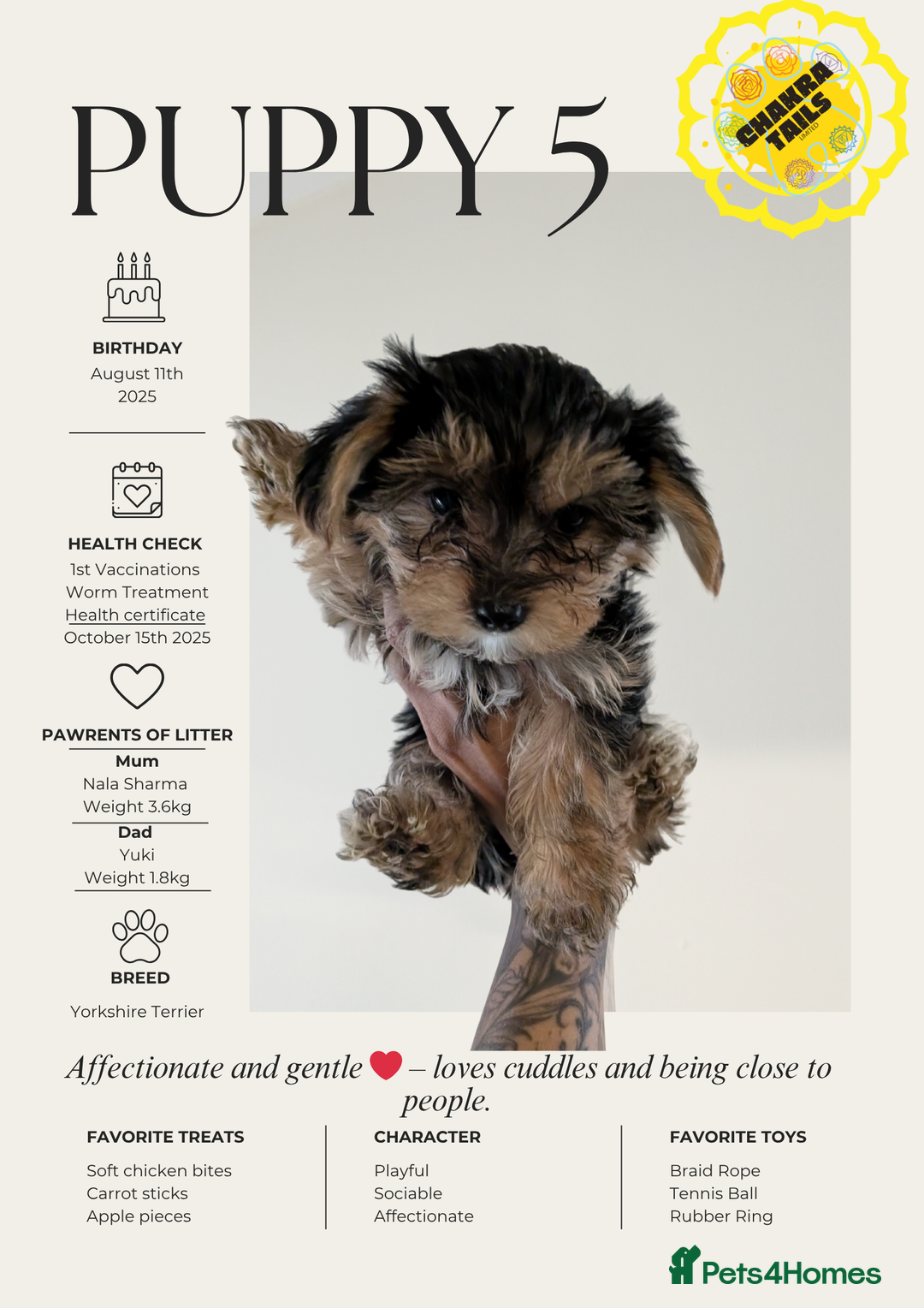 Yorkshire Terrier dogs for sale: 3 Male Yorkshire terriers left  - Image 5