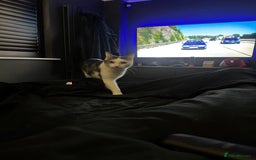 Domestic Shorthair cats for sale: 2 Beautiful Indoor Cats (Potential outdoors to) - Image 2