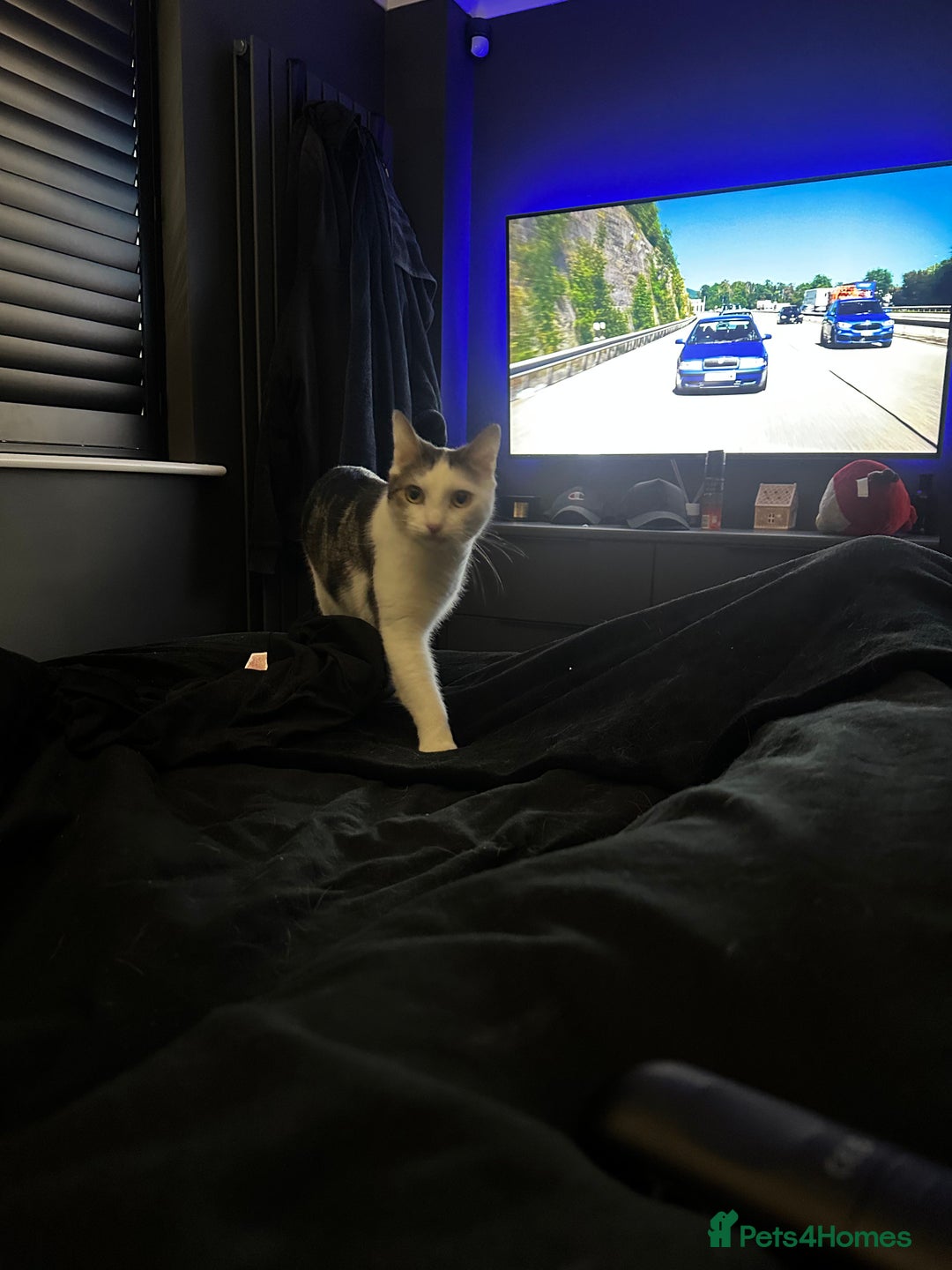 Domestic Shorthair cats for sale: 2 Beautiful Indoor Cats (Potential outdoors to) - Image 2