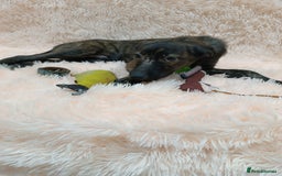 Mixed Breed dogs for adoption: 💙🐶 MILO 🐶💙 - Image 8