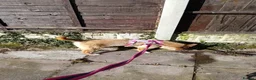 Mixed Breed dogs for adoption: Meet Bitsy,currently residing in Wrexham  in Wrexham - Advert 8