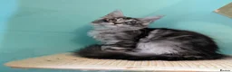 Maine Coon cats for sale: Pedigreed Maine Coon kittens - Advert 8