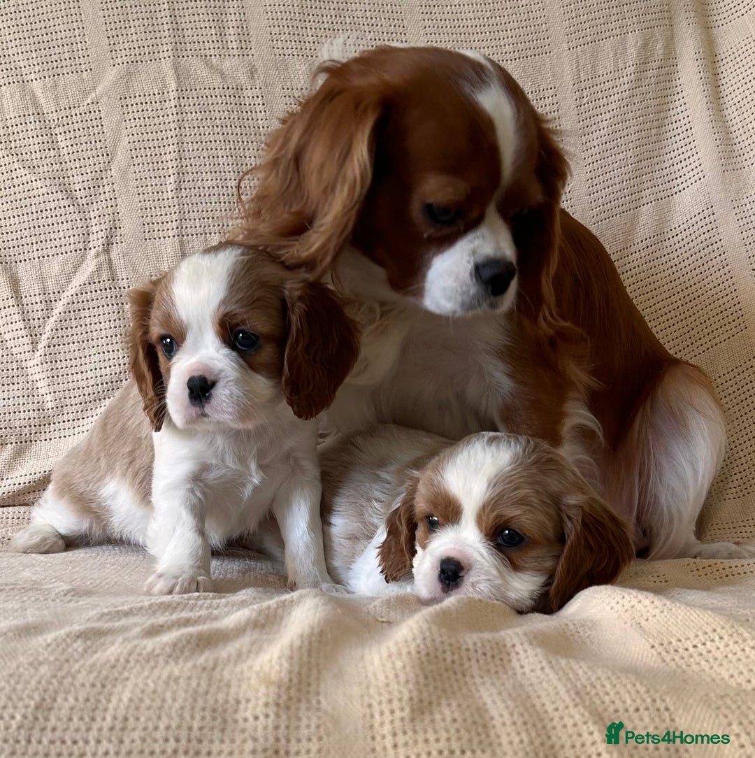 Cavalier King Charles Spaniel dogs for sale: Gorgeous Cavalier King Charles Puppies  - Image 6