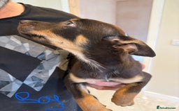 Australian Kelpie dogs for sale: Australian Kelpie puppies  - Image 4