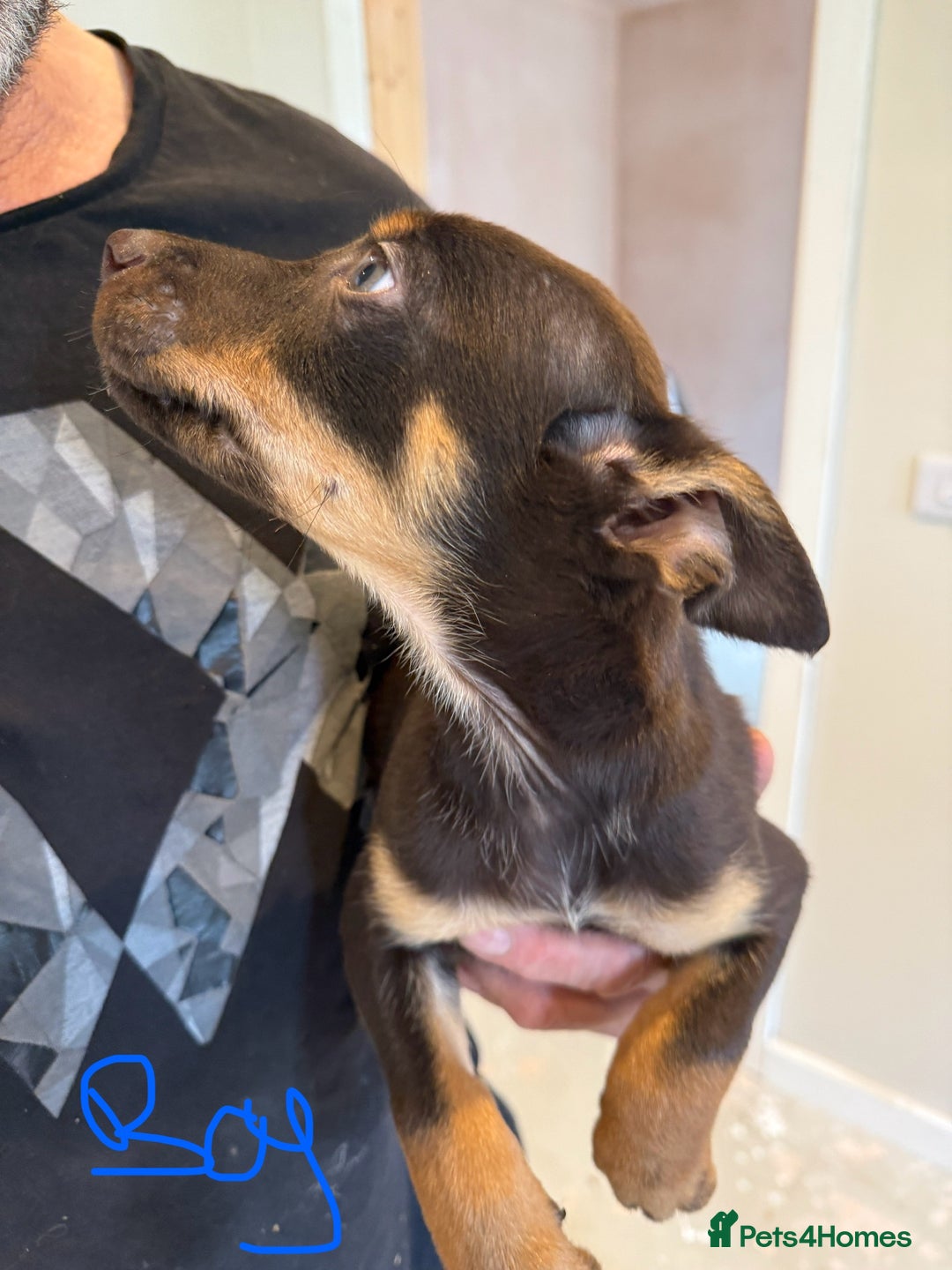 Australian Kelpie dogs for sale: Australian Kelpie puppies  - Image 4