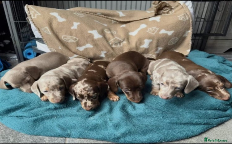 Miniature Dachshund dogs - Advert 1