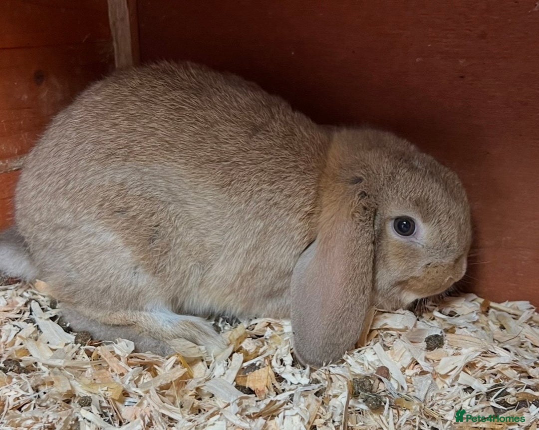 Mini Lop rabbits for sale: Gorgeous mini lops ready now! - Advert 10