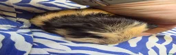 Guinea Pig rodents for sale: Female guinea pigs  - Advert 10