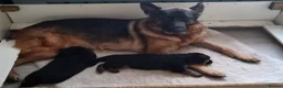 German Shepherd dogs for sale: Beautiful German shepherd puppies in Wednesbury - Advert 9