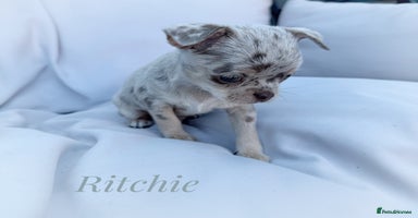 Chihuahua dogs - Advert 5