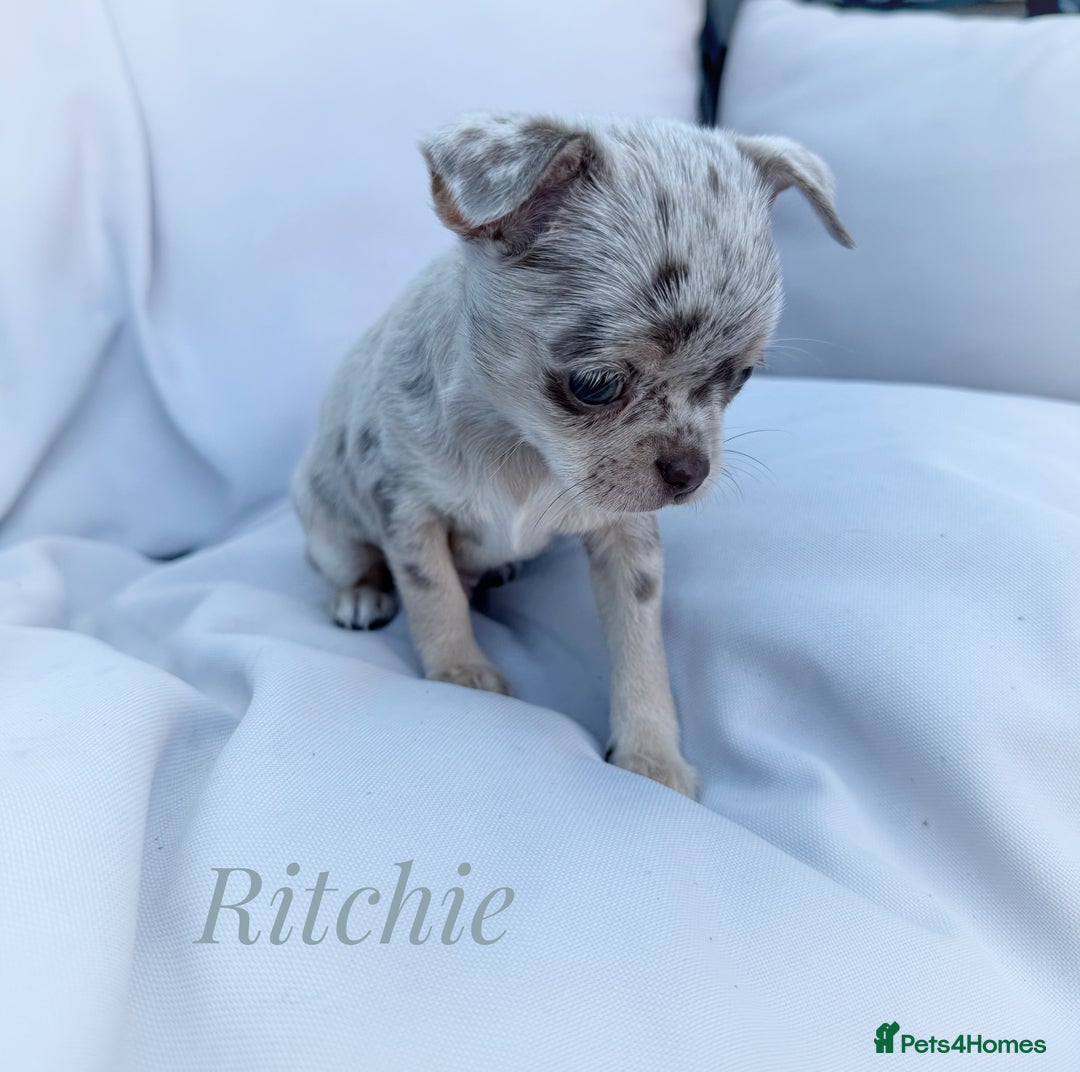 Chihuahua dogs for sale: Long coat KC reg girl READY NOW - Image 5