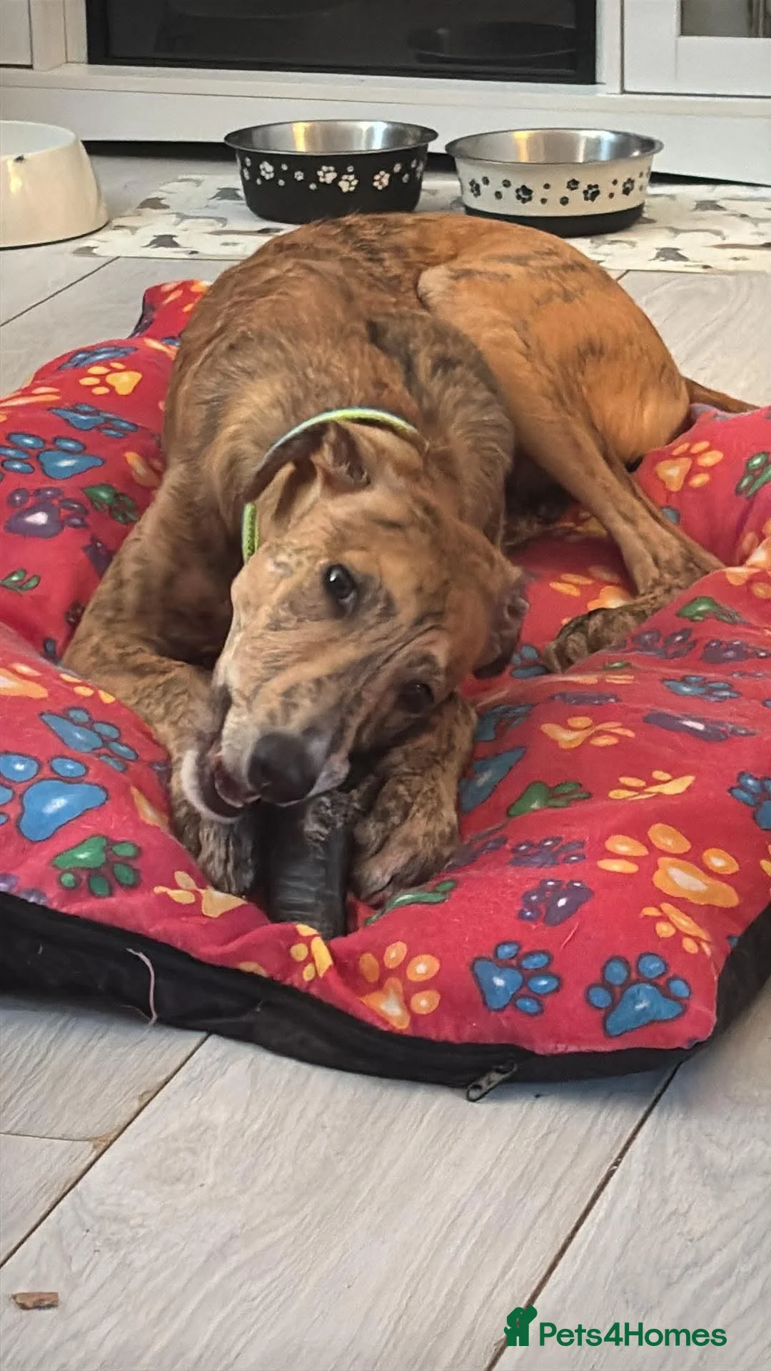 Mixed Breed dogs for sale: Boy lurcher whippet in Cwmbran - Advert 2