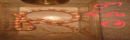Snake reptiles for sale: My collection of corn snakes. - Advert 13