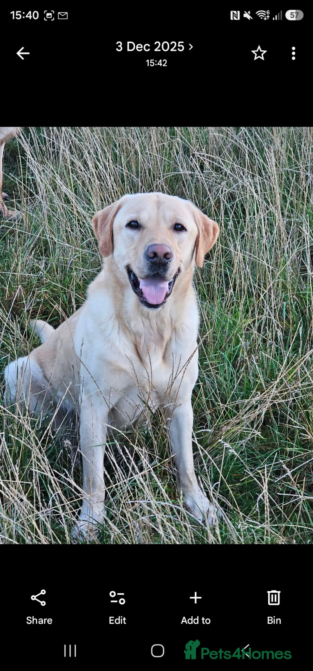 Labrador Retriever dogs for sale: Full grown yellow male labrador - Advert 2