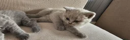 British Shorthair cats for sale: GCCF BSH Lovely Kittens - Advert 19