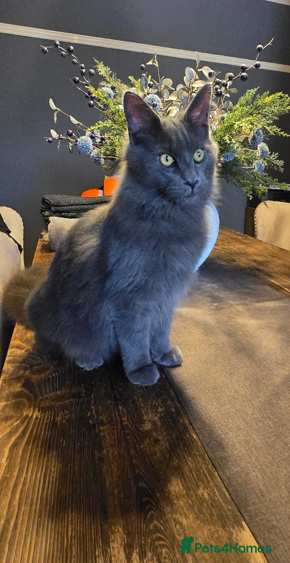 Maine Coon cats GCCF Blue Maine coon male 7mths old - Advert 11
