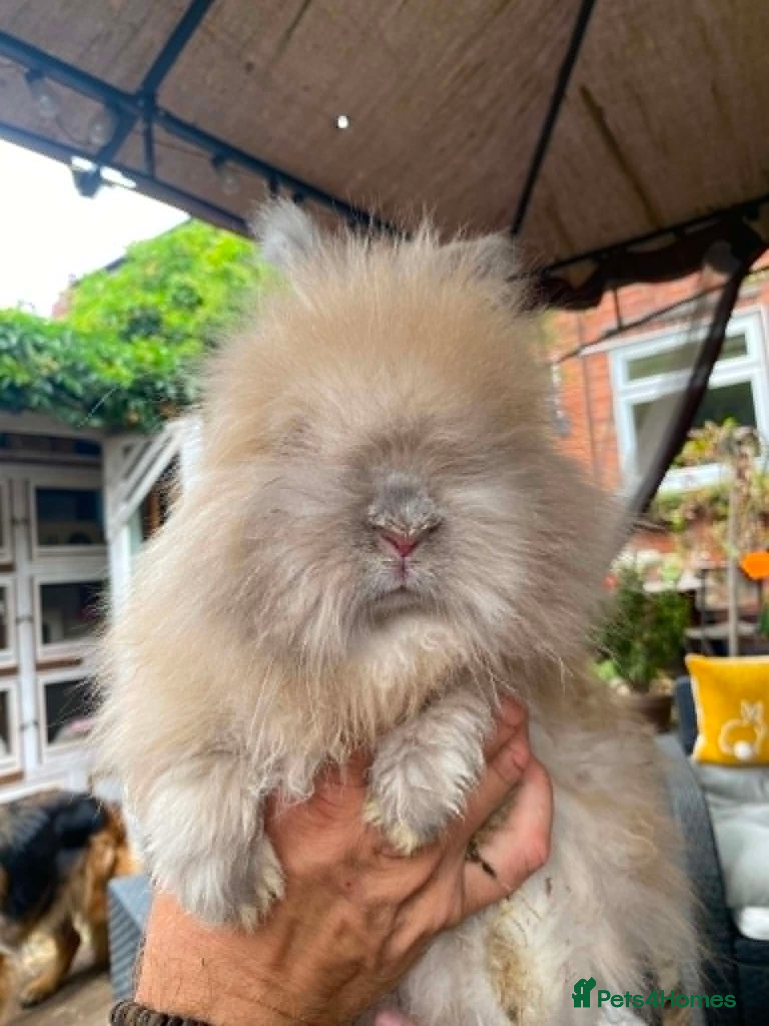 Lionhead rabbits English Full Face Angora Kits - Advert 2