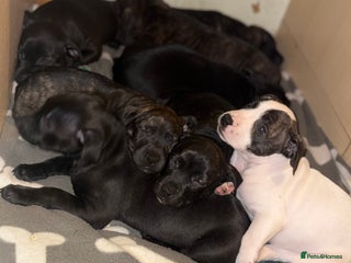 Mixed Breed dogs Staffordshire cross puppies - Advert 11