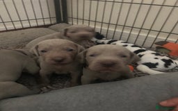 Weimaraner dogs for sale: Stunning Weimareners - Image 5