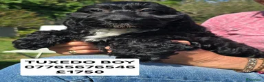 Cockapoo 2