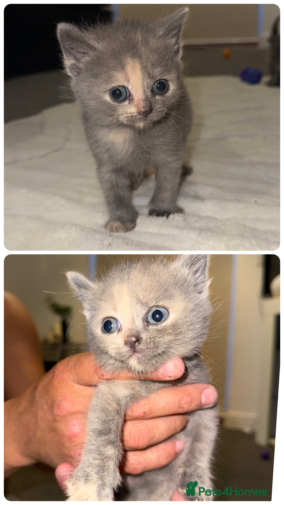 British Shorthair cats for sale: Kittens for sale - Image 4