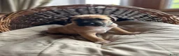 Mixed Breed dogs for sale: Rhodesian Ridgeback X Canaan Dog Puppies  - Advert 29
