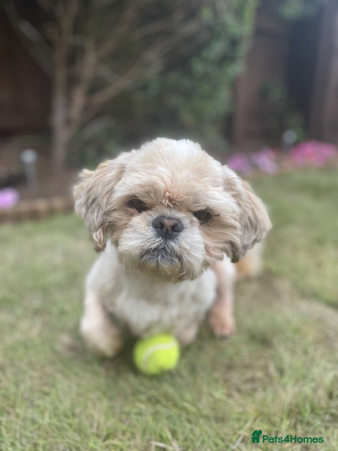 Shih Tzu dogs for stud: KC Registered stud  in Cullompton - Advert 8