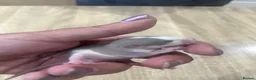 Rat rodents for sale: Baby Dumbo Rats - Advert 15