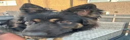 German Shepherd dogs for stud: Unproven German Shepard long haired Black and Tan - Advert 3