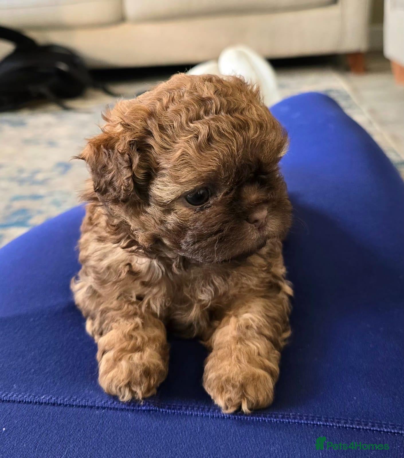 Shihpoo dogs Shihpoo pupies for sale - Advert 1