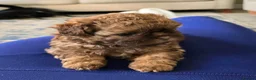 Shihpoo dogs for sale: Shihpoo pupies for sale - Advert 1