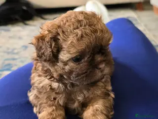 Shihpoo dogs Shihpoo pupies for sale - Advert 1