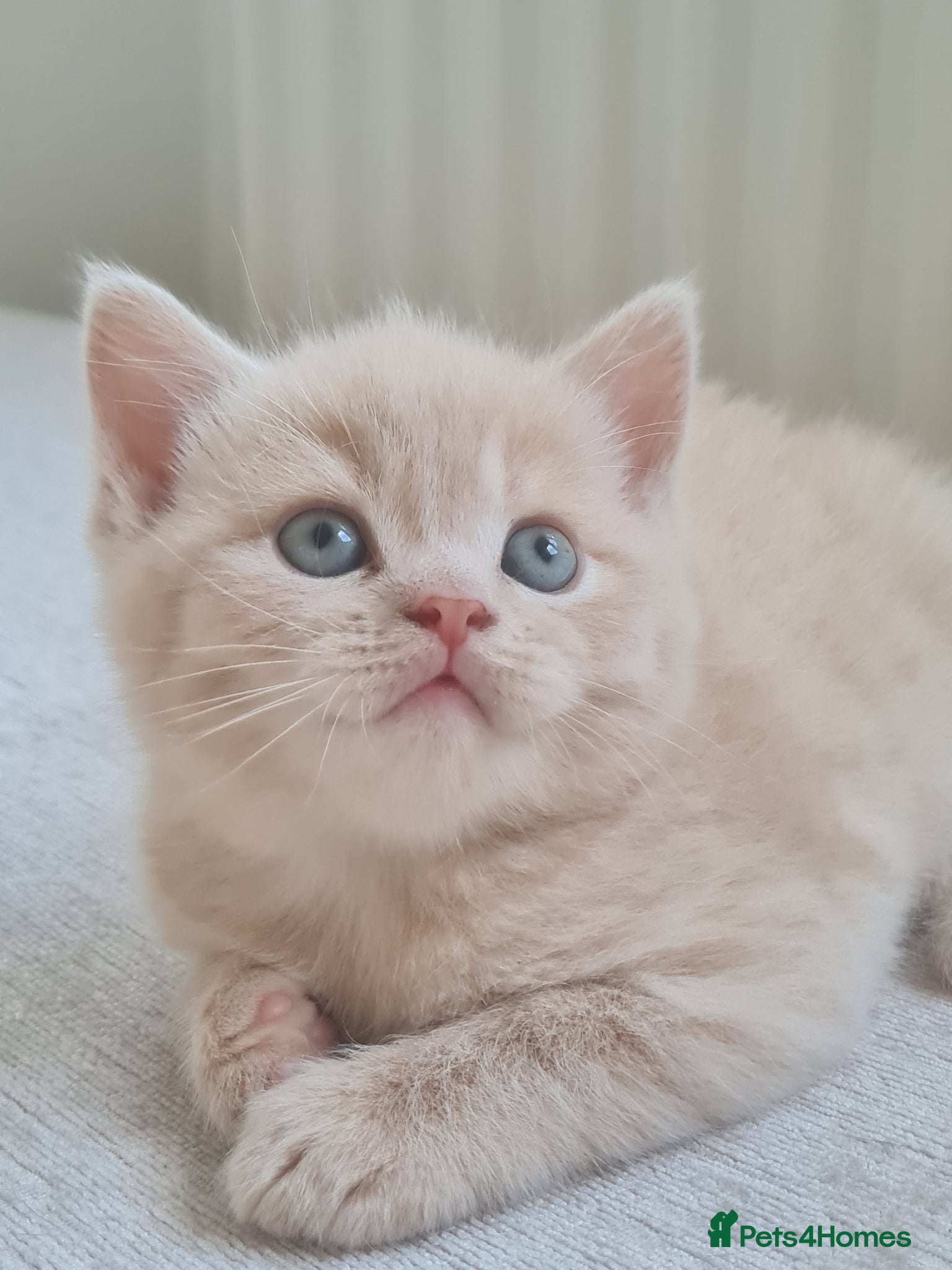 British Shorthair cats 1 male & 1 female British longhair  - Advert 6