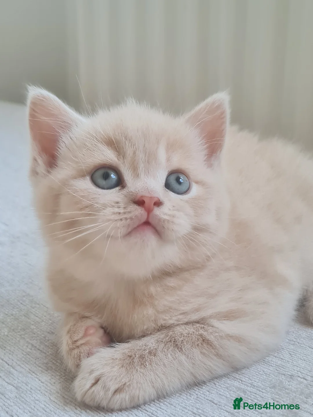 British Shorthair cats for sale: 1 male & 1 female British longhair  - Advert 1
