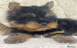 Yorkshire Terrier dogs for sale: FLUFFY BOY🐶READY! in Sheffield - Image 4