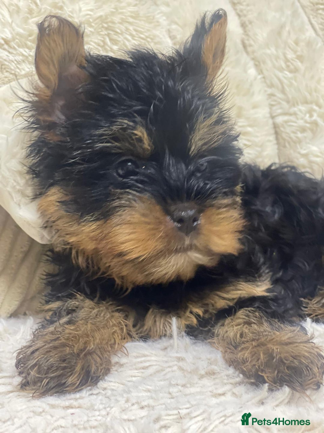 Yorkshire Terrier dogs for sale: FLUFFY BOY🐶READY! in Sheffield - Image 4