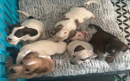 Mixed Breed dogs for sale: Patterdale X cocker spaniel  - Image 20