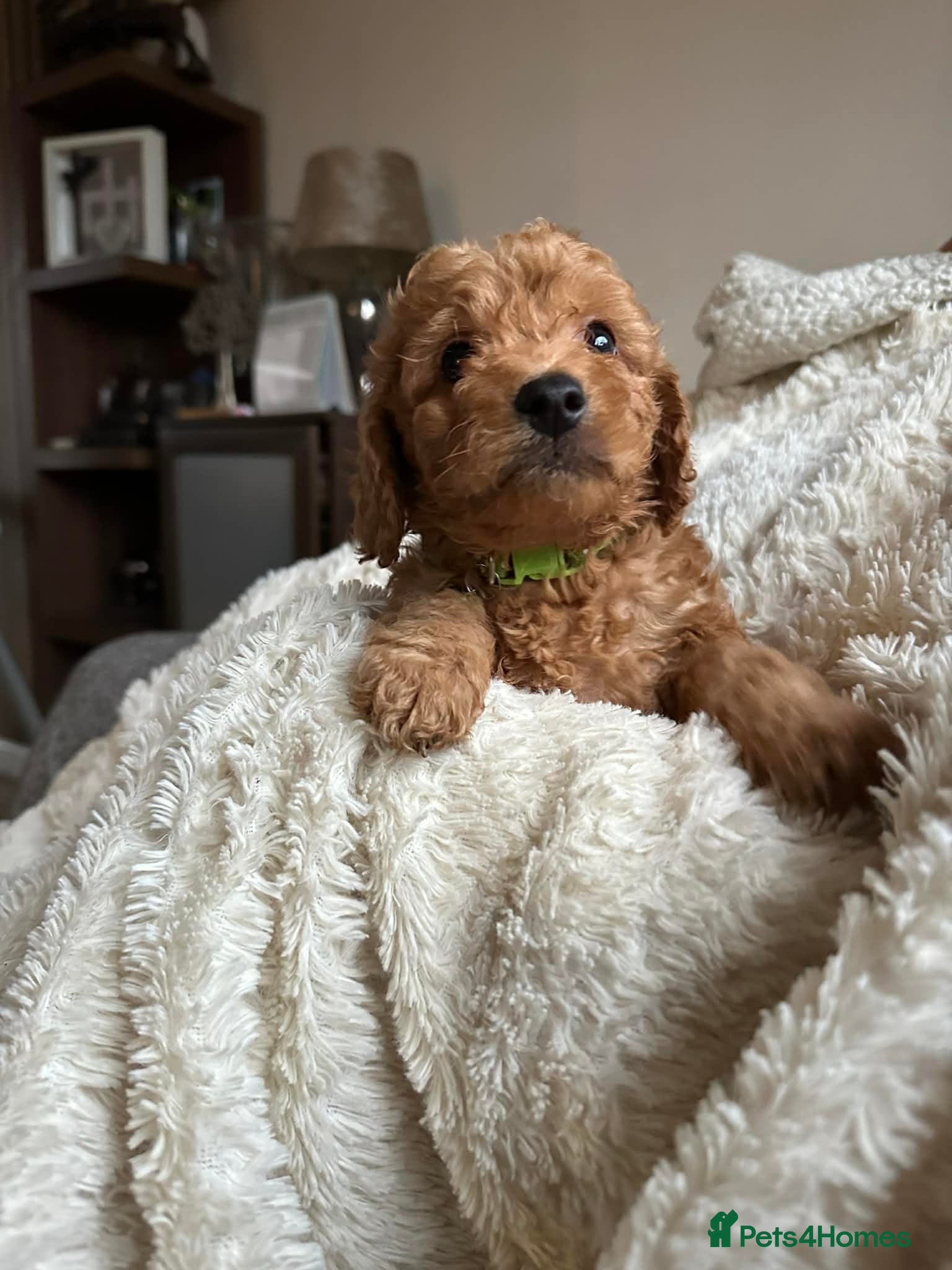 Cockapoo dogs Gorgeous F1b cockapoo puppies  - Advert 9